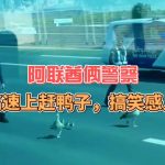 迪拜趣闻:搞笑亦感人阿联酋俩警察高速上赶鸭子-博彩论坛-博彩社区-博彩策略论坛