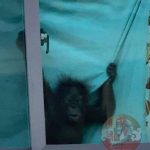 中国人在泰国豪宅“养猩猩”?警方突袭搜查-博彩论坛-博彩社区-博彩策略论坛